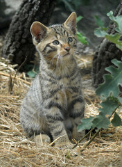 gato montés en el bosque