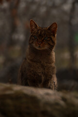 gato montés en el bosque
