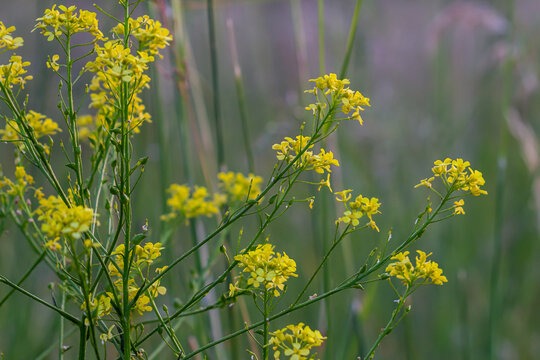 Turkish rocket flowers - Latin name - Bunias orientalis