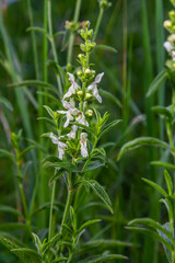 Flower stalk of the woundwort Stachys sp. in May