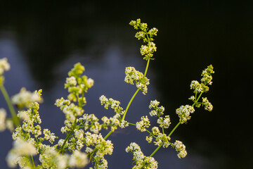 Beautiful blooming white bedstraw in June, galium album