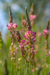 Onobrychis arenaria. Hungarian Sainfoin. Pink and green floral background. Delicate pink flowers in a sunny meadow