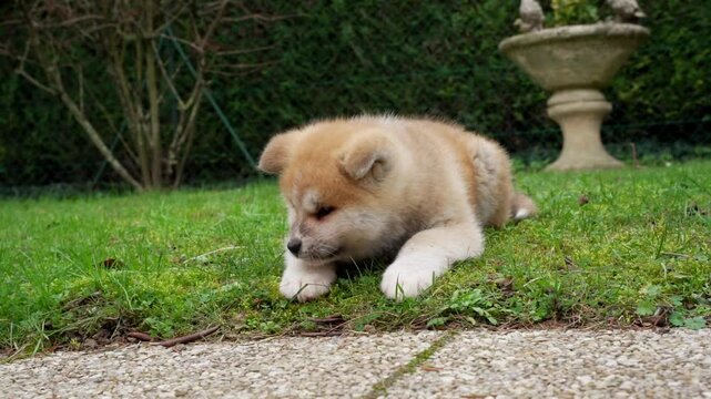 jeune chiot akita allong&eacute; au sol dans un jardin, r&eacute;alis&eacute; avec un petit ralenti