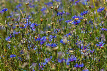 Centaurea cyanus is the common cornflower in our fields