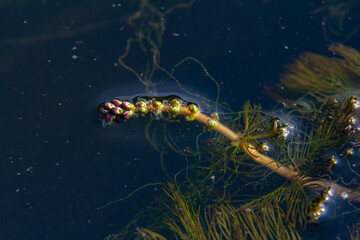 Ceratophyllum demersum aquatic plant in a stream