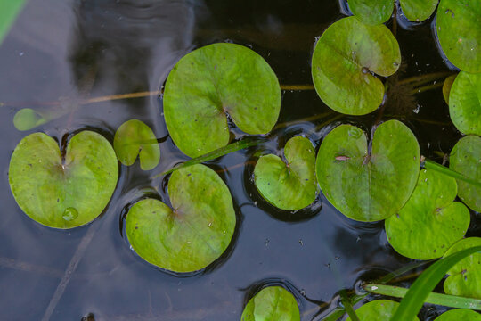 Hydrocharis morsus-ranae, frogbit, is a flowering plant belonging to the genus Hydrocharis in the family Hydrocharitaceae. It is a small floating plant resembling a small water lily