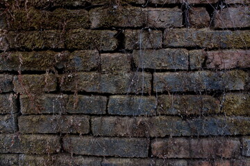 Old Brick Wall with Moss and Natural Decay Details