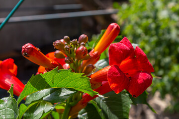 Bright red flowers of the trumpet vine or trumpet creeper - Campsis radicans