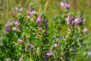 In the wild, Ononis arvensis blooms in the meadow