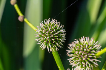 Branched hedgehog Sparganium erectum - flowering plant in the garden pond of a natural garden