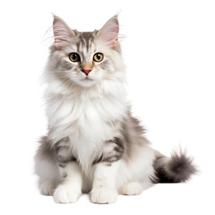 a cat isolated on a white background