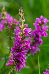 Purple loosestrife Lythrum salicaria inflorescence. Flower spike of plant in the family Lythraceae,...