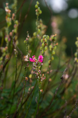 Onobrychis arenaria. Hungarian Sainfoin. Pink and green floral background. Delicate pink flowers in a sunny meadow