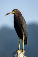 Garça-Azul em Peruíbe, São Paulo, Brasil