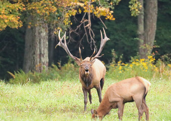 Gorgeous Elk Bull Autumn Rut Bugling 