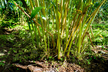 Cardamom plantation in new hope, Gudallur - Tamil Nadu