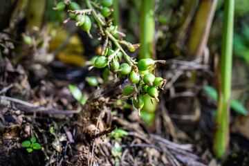 Cardamom plantation in new hope, Gudallur - Tamil Nadu