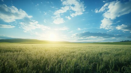 Obraz premium Sunlit Field Under Blue Sky