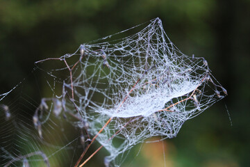 spider web with dew drops in the forest