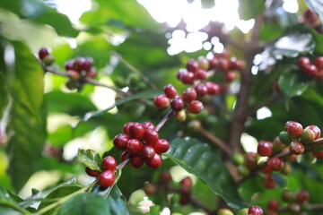 Red Coffee berries near ripeness on branch field,Coffee cherries are almost ripe.harvesting Robusta and arabica  coffee berries by agriculturist hands, Harvest arabica coffee berries on its branch