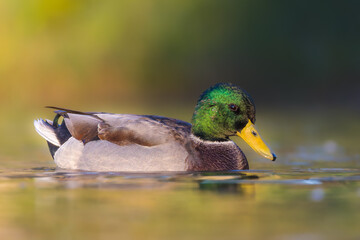 mallard duck on the surface of a pond in the morning light