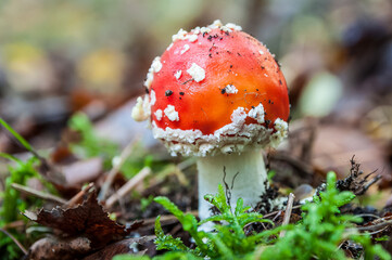 Red Amanita muscaria mushrooms in a forest