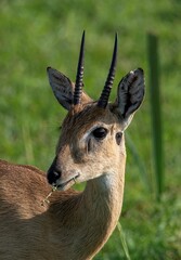 Dik Dik Antelope in the grassland of the Murchison falls national park in Uganda