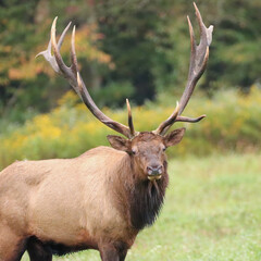 Huge Elk Bull Royal Imperial Monarch Antlers Autumn Rut 