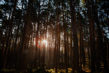 Obraz premium Sunny day