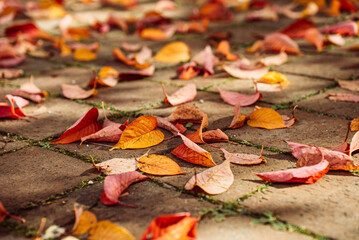 Photo Autumn leaves lie beautifully on the ground