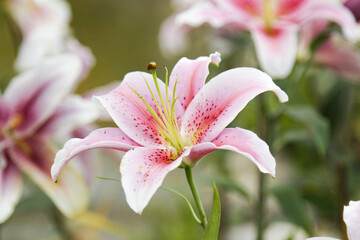 Close-up of a beautiful pink lily in full bloom, showcasing delicate petals and vibrant colors in a natural garden setting.