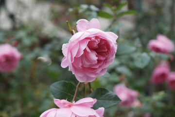 Close-up of a blooming pink rose with soft petals against a blurred natural background, capturing the essence of beauty and serenity in nature.