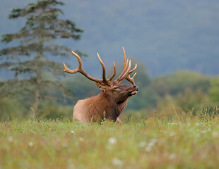 Sacrificial Lamb Elk Bull Once Known as Handlebars Gentle Non Typical Antlers