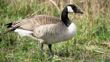 Graceful Goose Standing On Lush Green Grass By The Edge Of A Serene River, Surrounded By The Beauty Of Nature, Creating A Peaceful And Idyllic Scene That Showcases Harmony Between Wildlife And Its Hab