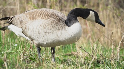 A Graceful Goose Standing Calmly Near The Riverbank, Surrounded By Lush Greenery And Reflective Waters, Capturing The Peaceful Essence Of Wildlife In Harmony With Its Natural Environment.