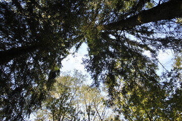 trees and sky