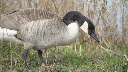 A Graceful Goose Standing Calmly Near The Riverbank, Surrounded By Lush Greenery And Reflective Waters, Capturing The Peaceful Essence Of Wildlife In Harmony With Its Natural Environment.