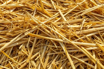 Closeup of Dry Straw Texture - Natural Background