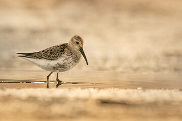 A shorebird foraging along the water's edge during a tranquil sunset at the wetland