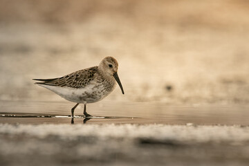 A shorebird forages along the water's edge at sunset in a serene coastal habitat