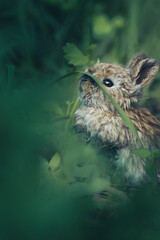 A curious rabbit exploring its lush green surroundings in a tranquil forest setting