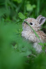 Naklejka na ściany i meble A young rabbit explores lush green grass in a serene natural setting during early spring
