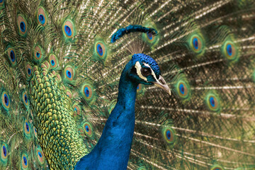 A peacock displaying its vibrant feathers in a sunny garden during the early morning hours