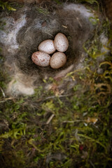 Nest with four speckled eggs surrounded by moss and fibers in a natural setting during the day