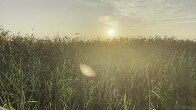 한국 부산 다대포 해수욕장 가을 갈대밭 저녁 노을지는 일몰 풍경.