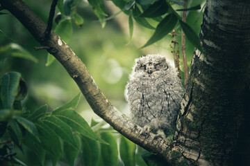 Fototapeta premium A young owl perched quietly on a tree branch in a lush green forest during the morning hours