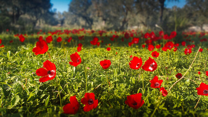 Vibrant red poppies blanket a sunny meadow in early spring alongside lush green grass
