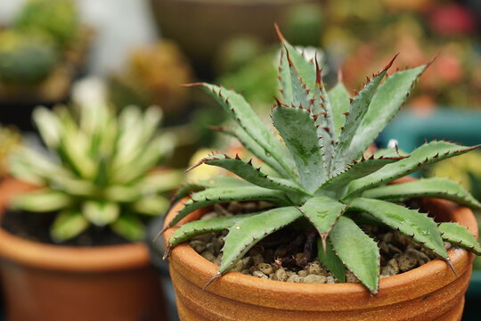 Agave, Still life photography of succulent, Pot of agave hybrids, succulent pot plant for collection in glass house, selective focus and free space for text. Park and garden concept