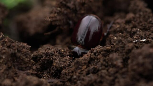 Black beetle digs a hole in the ground, using its legs to move dirt and create a burrow. This behavior showcases the insect's natural instinct for survival and habitat creation