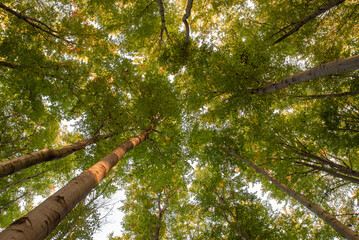 Jesienny las bukowy o poranku, tapeta.  © Elżbieta Kaps